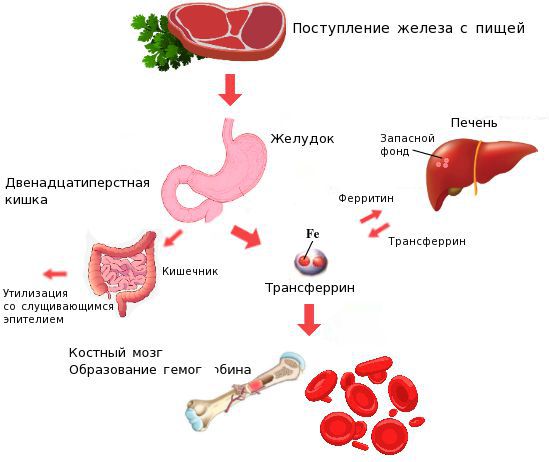 Метаболизм железа в организме